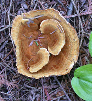 Coltricia perennis, a cap can have several partly formed caps growing on top.